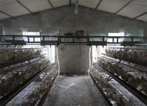 德州羽王鴿業(yè) 肉鴿自動(dòng)喂料機(jī)高清圖片與畜牧機(jī)械制造新標(biāo)桿