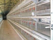 蛋雞籠專業(yè)制作 畜牧機(jī)械制造的關(guān)鍵環(huán)節(jié)與未來趨勢(shì)